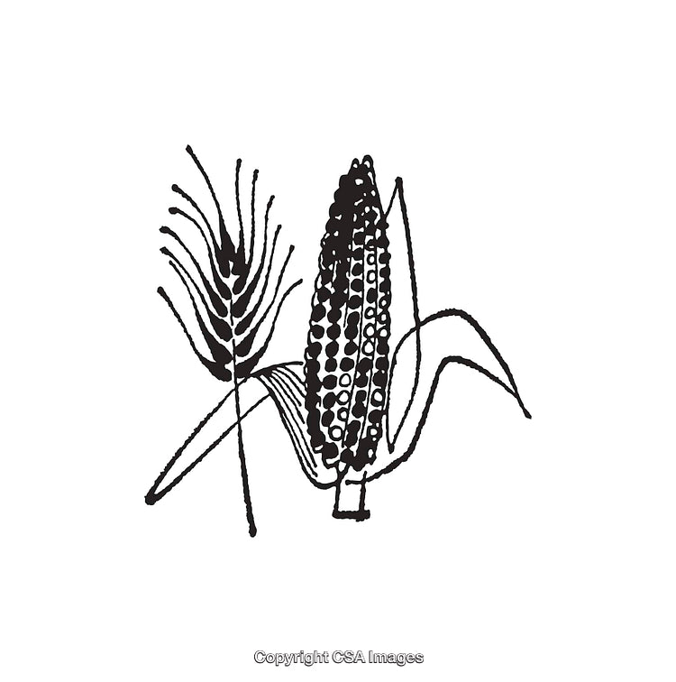 Black and White Line Art of Corn and Wheat Illustrations