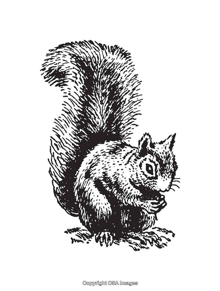 Black and White Hand-Drawn Squirrel Illustration in Detailed Style