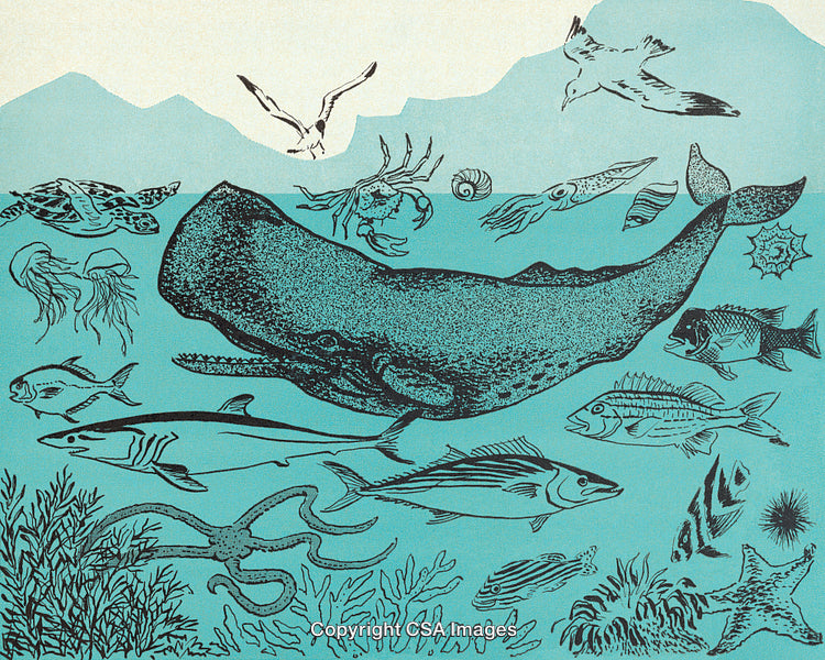 Illustration of Marine Animals in Ocean Scene with Whales and Sea Creatures