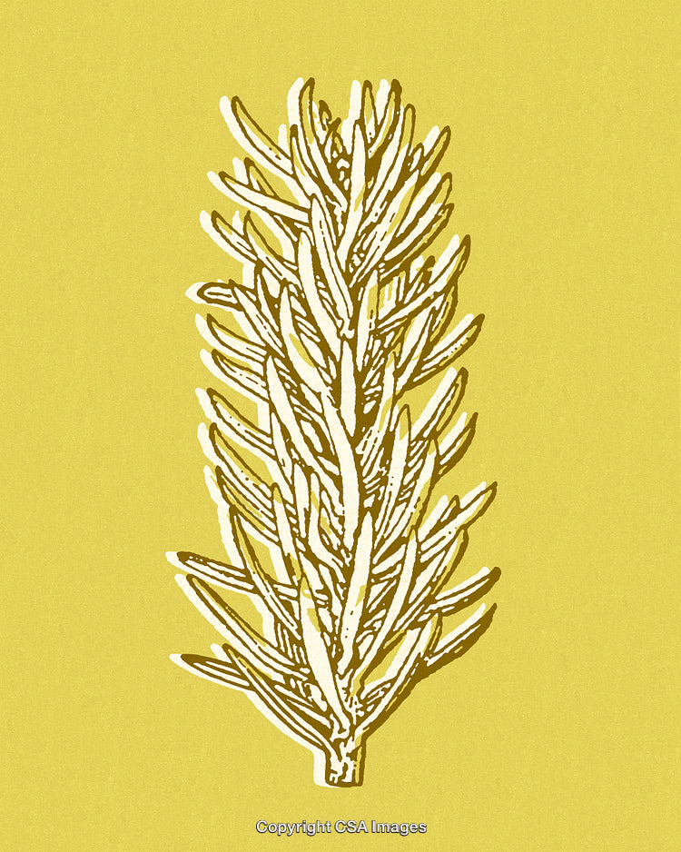 Minimalist Botanical Drawing of a Sprig Against a Yellow Background