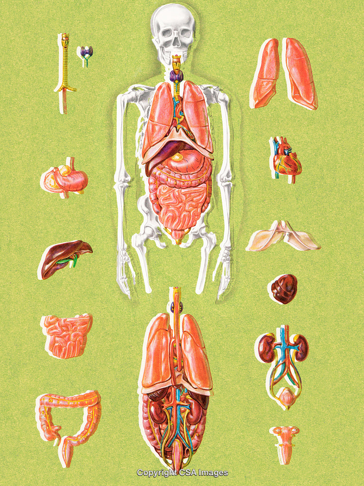 Human Anatomy Chart Highlighting Internal Organs with Labeled Illustrations