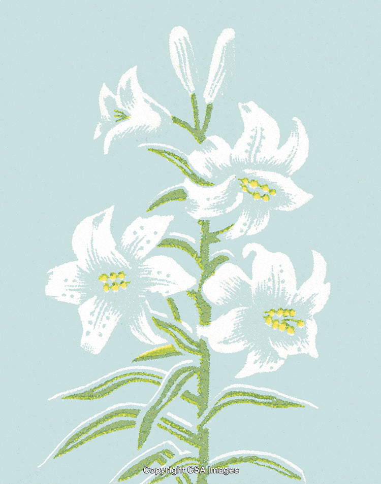 White Lily Plant
