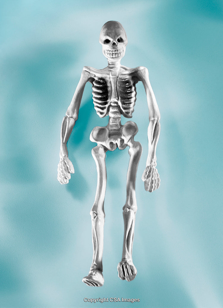 Plastic Skeleton Figure Illustration Against a Light Blue Background