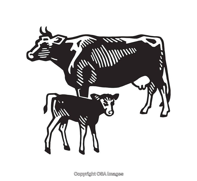 Black and White Line Art of a Cow and Calf Together