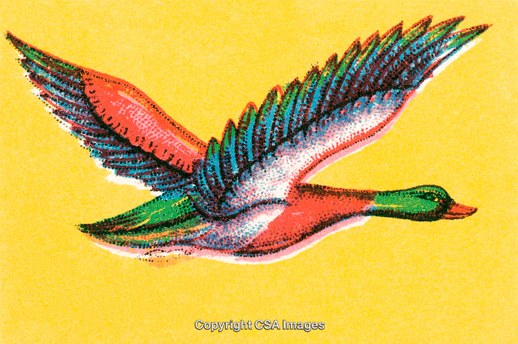 Colorful Illustration of a Flying Bird in Retro Style