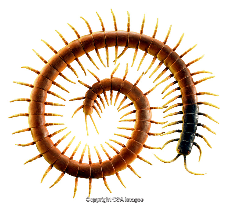 Spiral Arrangement of a Centipede Toy on White Background