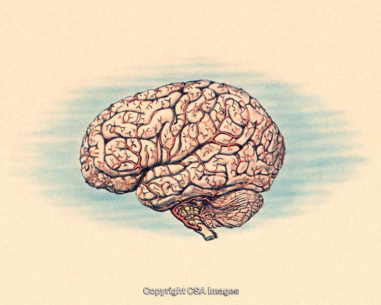 Detailed Artistic Illustration of the Human Brain in Vintage Style