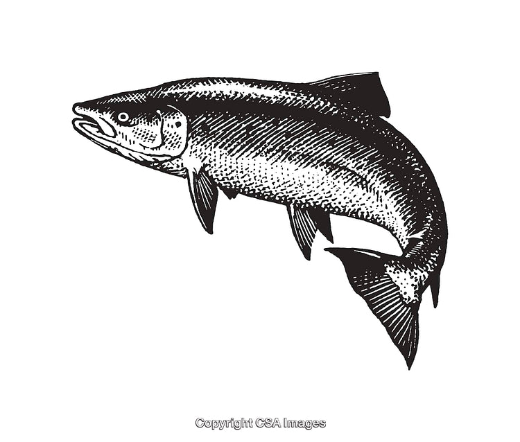 Detailed Black and White Line Art Illustration of a Salmon Fish