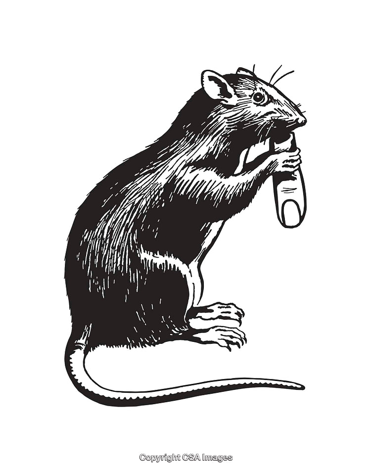 Black and White Line Art Illustration of a Rat Holding an Object