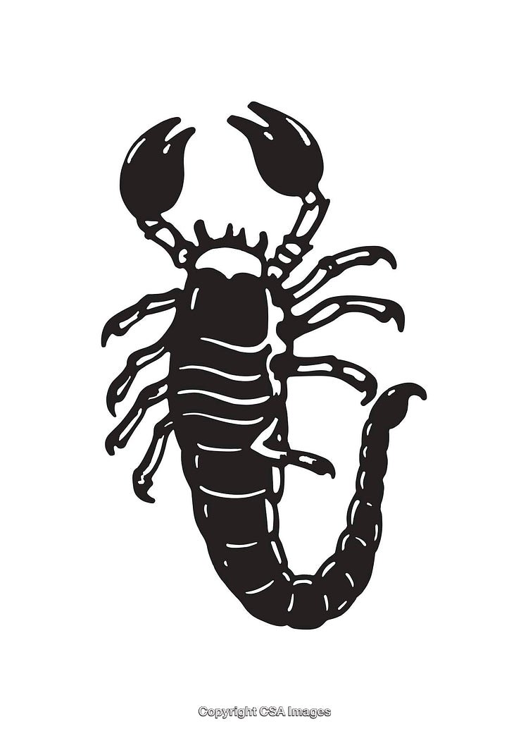 Detailed Black and White Scorpion Line Art Illustration