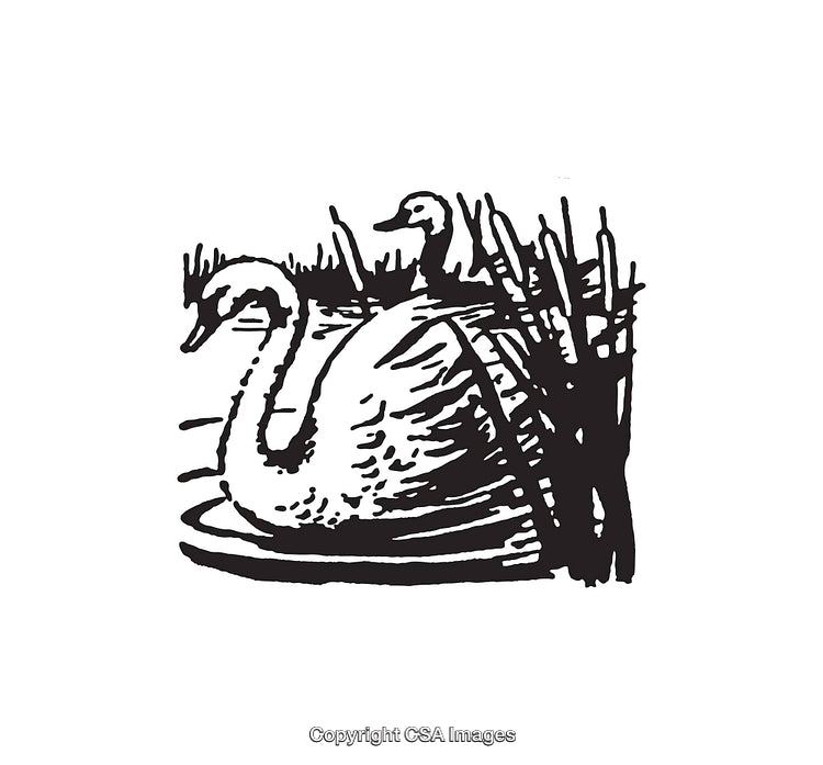 Black and White Line Art of Swans in a Natural Wetland Scene