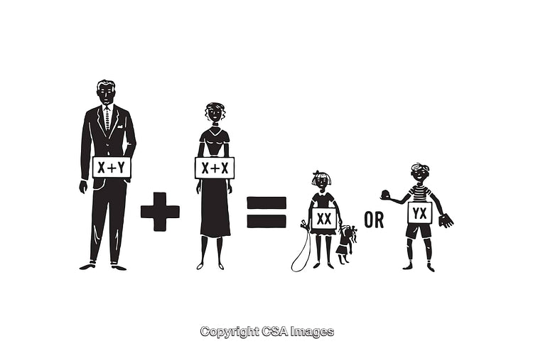 Black And White Genetic Illustration Depicting Chromosomal Inheritance In Humans