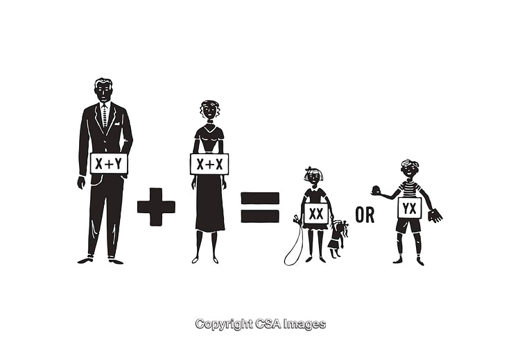 Black And White Genetic Illustration Depicting Chromosomal Inheritance In Humans
