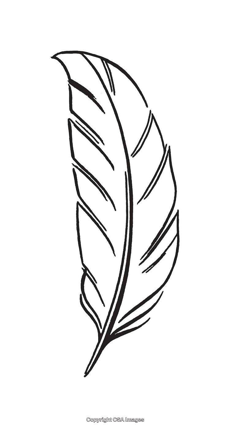 Hand-Drawn Black and White Feather Illustration with Elegant Line Art