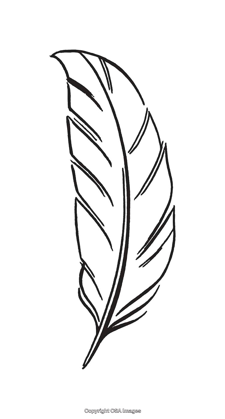 Hand-Drawn Black and White Feather Illustration with Elegant Line Art