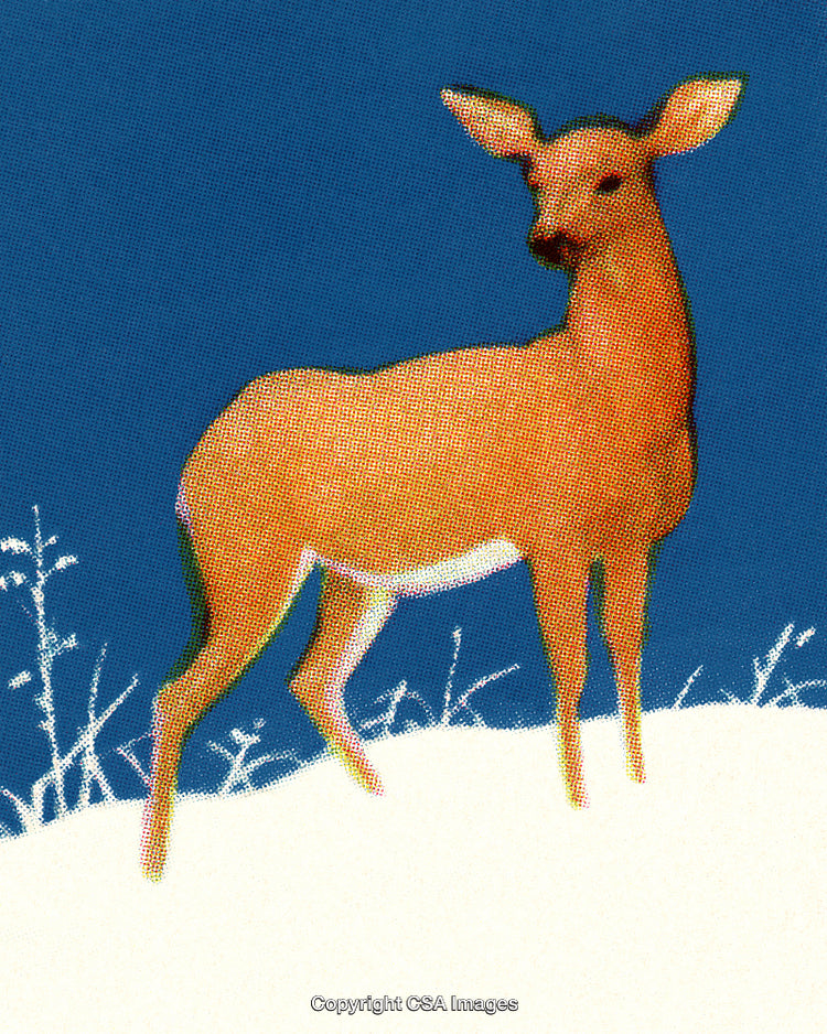 Elegant Deer in Snowy Landscape With Blue Sky and Gentle Lighting