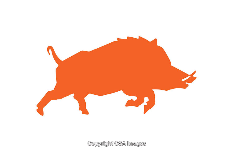 Silhouette of a Wild Boar in Bold Orange Design