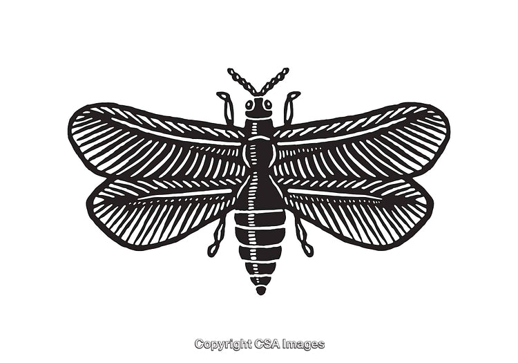 Intricate Line Art Illustration of a Flying Insect on White Background