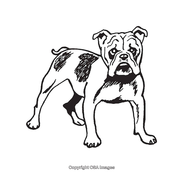 Black and White Line Art Illustration of a Standing Bulldog