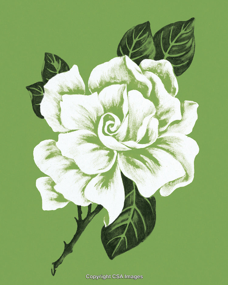 Elegant White Gardenia Flower with Green Leaves on a Soft Green Background