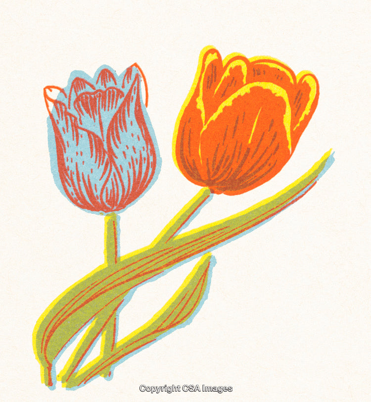 Colorful Illustration of Two Tulips with Artistic Design on White Background