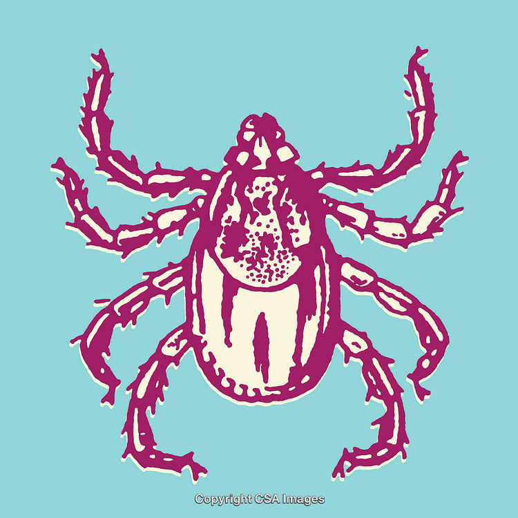 Colorful Line Art Illustration of an Arachnid on Light Blue Background