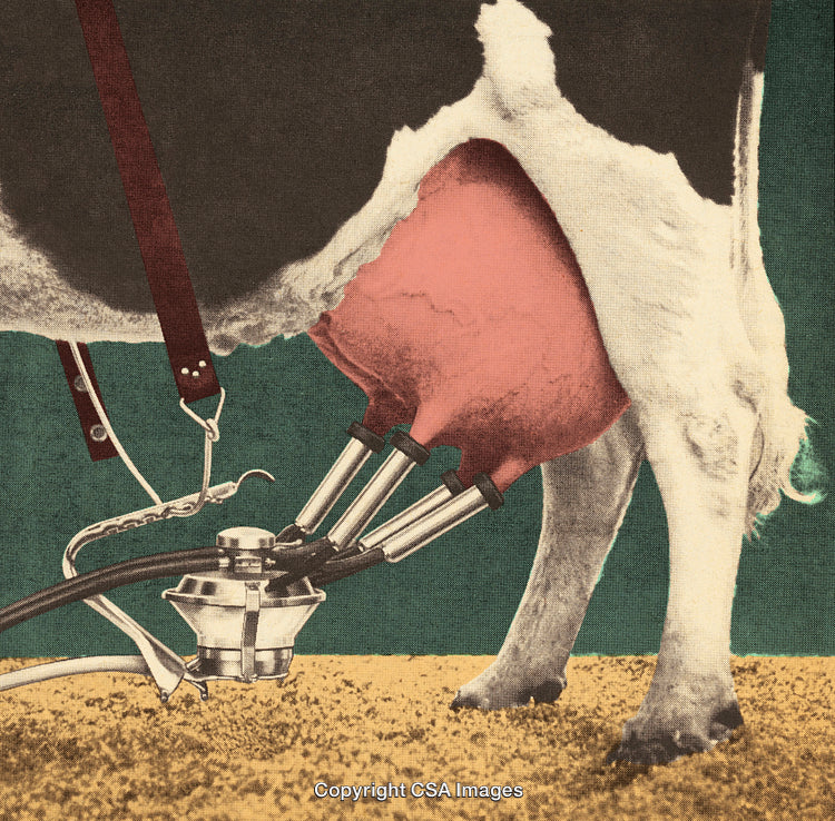 Close-Up of a Cow Being Milked with Modern Equipment in Stylized Format