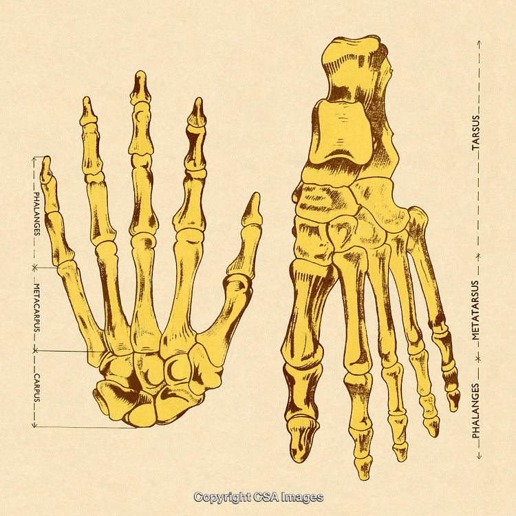 Detailed Vintage Illustration of Human Hand and Foot Skeletal Anatomy