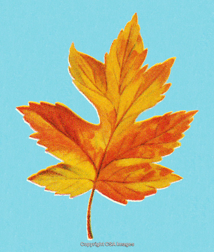 Vibrant Autumn Maple Leaf Illustration on a Bright Blue Background