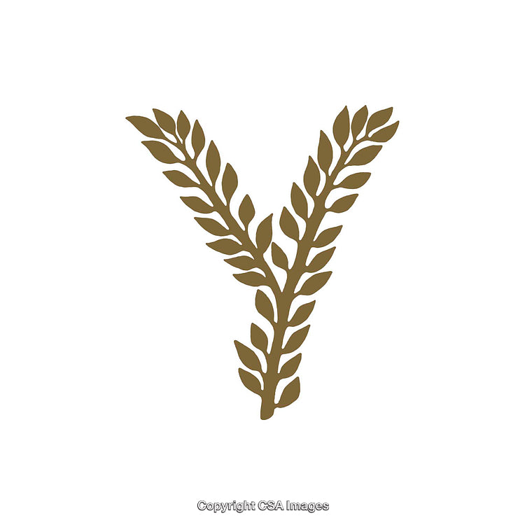 Elegant Olive Branch Design Shaped as the Letter Y on White Background
