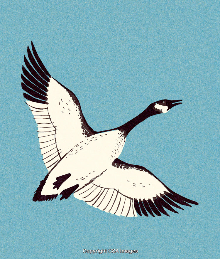 Illustration of a Goose in Flight Against a Clear Blue Sky