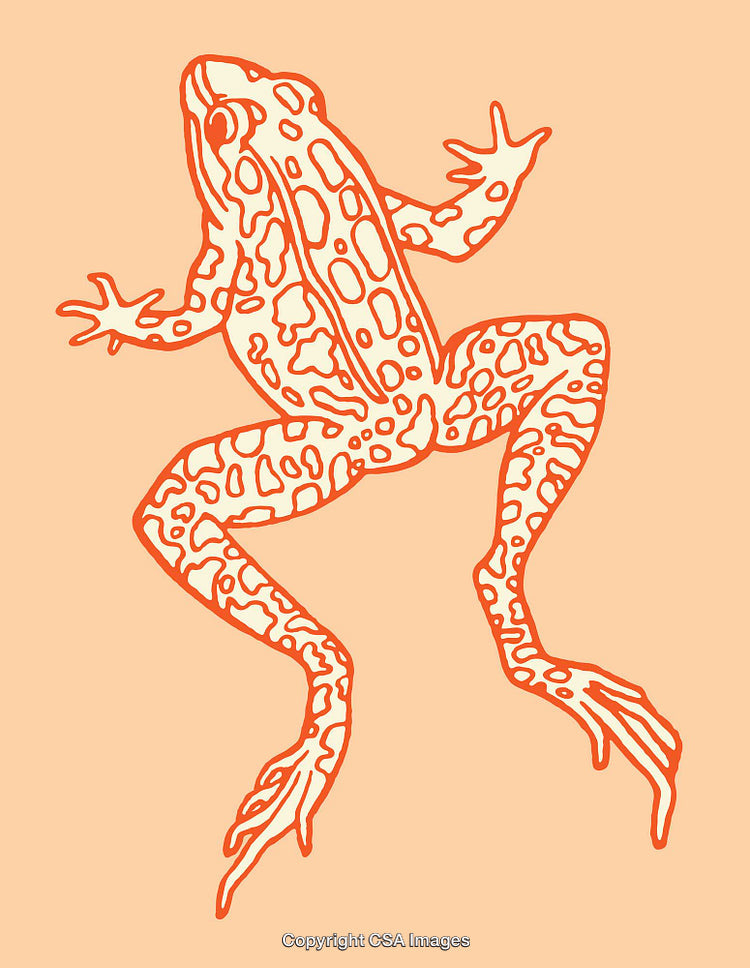 Stylized Line Art Illustration of a Frog on a Solid Background