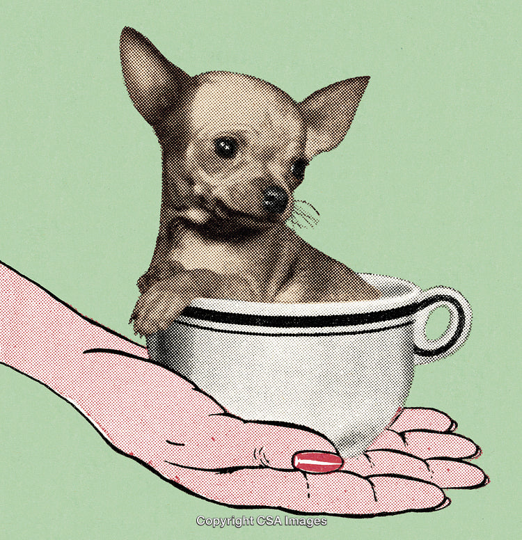 Tiny Chihuahua Sitting Inside a Teacup Held on a Human Hand