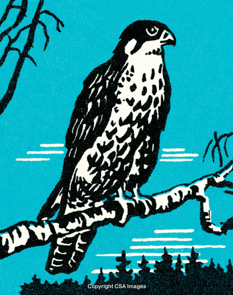 Illustration of a Hawk Perched on a Branch Against Bright Blue Sky