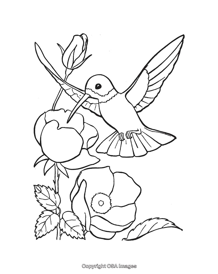 Hummingbird and Flower Line Art Illustration in Black and White