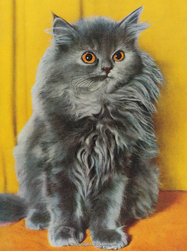 Fluffy Gray Persian Cat Against Bright Yellow Backdrop Sitting in Profile