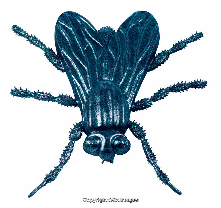 Blue Plastic Toy Insect Fly with Detailed Texture Isolated on White Background
