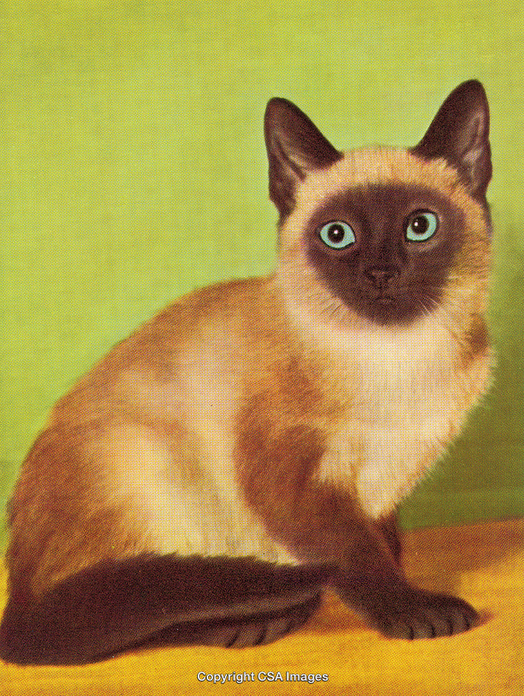 Elegant Siamese Cat Posing Against Green Backdrop in Stylized Print Art