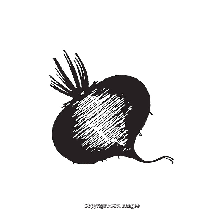 Vintage Black and White Radish Line Art Illustration