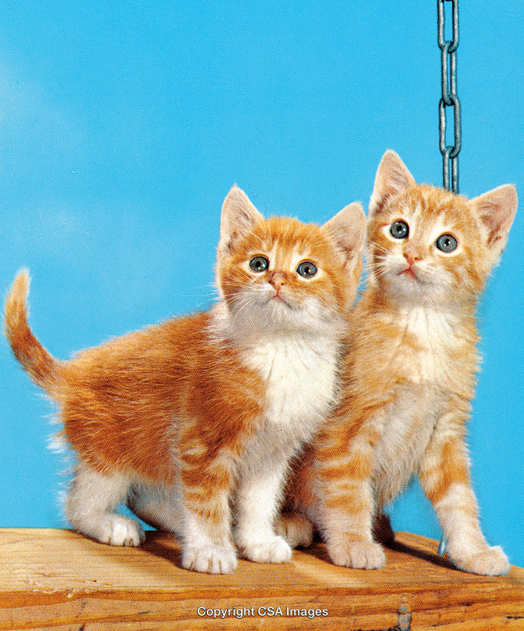 Adorable Orange Kittens on Wooden Surface Against Blue Sky Background
