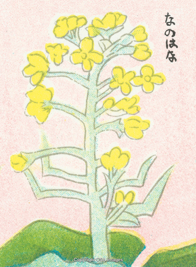 Vintage Illustration of a Yellow Flower Plant on a Pink Background