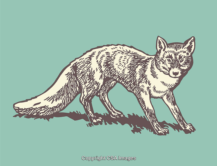 Vintage Line Art Illustration of a Fox on a Solid Background