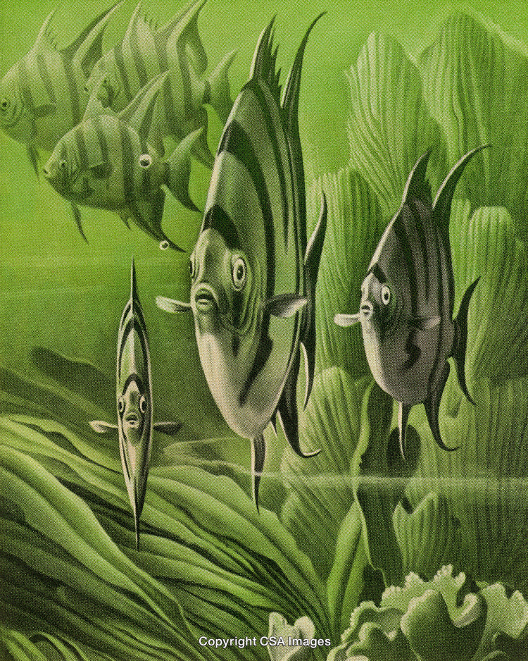 Group of Striped Fish Swimming Among Green Aquatic Plants Underwater