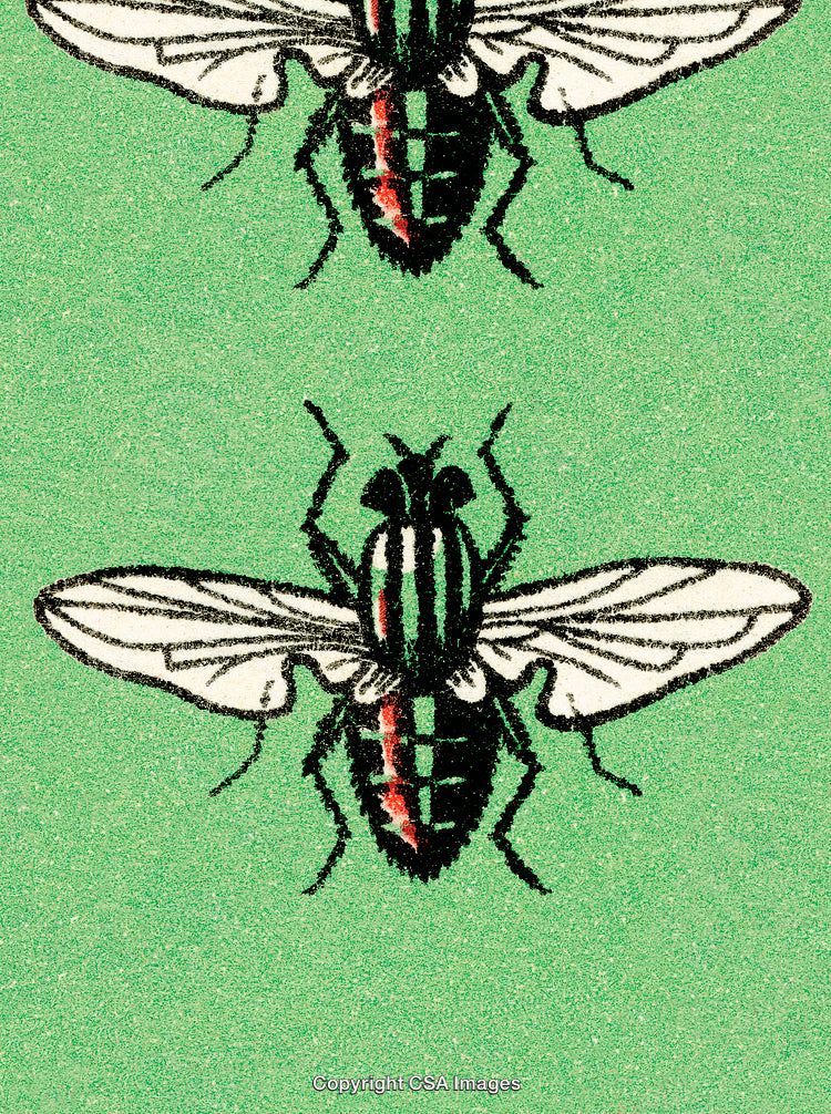 Detailed Illustration of Two Insects Against a Green Background