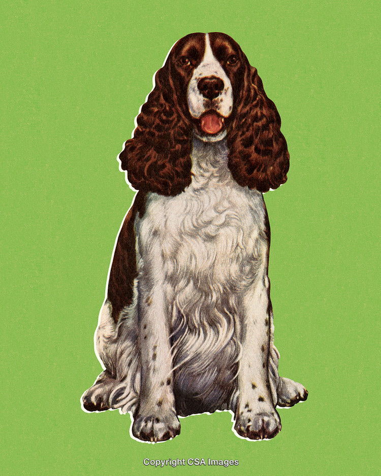 Illustration of an English Springer Spaniel Sitting on a Green Background