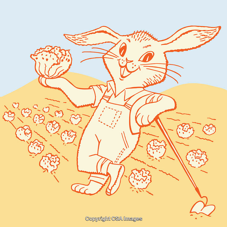 Whimsical Rabbit Harvesting Lettuce in Vibrant Colorful Line Art Illustration