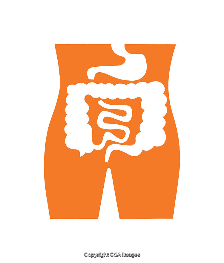 Illustration of the Human Digestive System in Orange and White Colors
