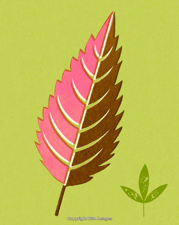 Illustrated Pink and Brown Ornamental Leaf on Green Background
