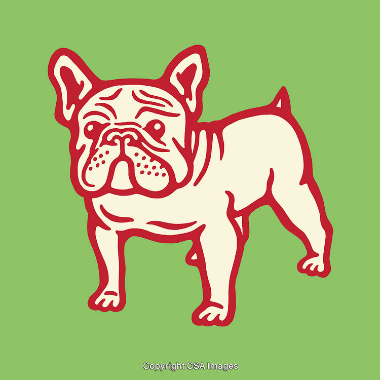 Colorful Line Art Illustration of a French Bulldog on Green Background
