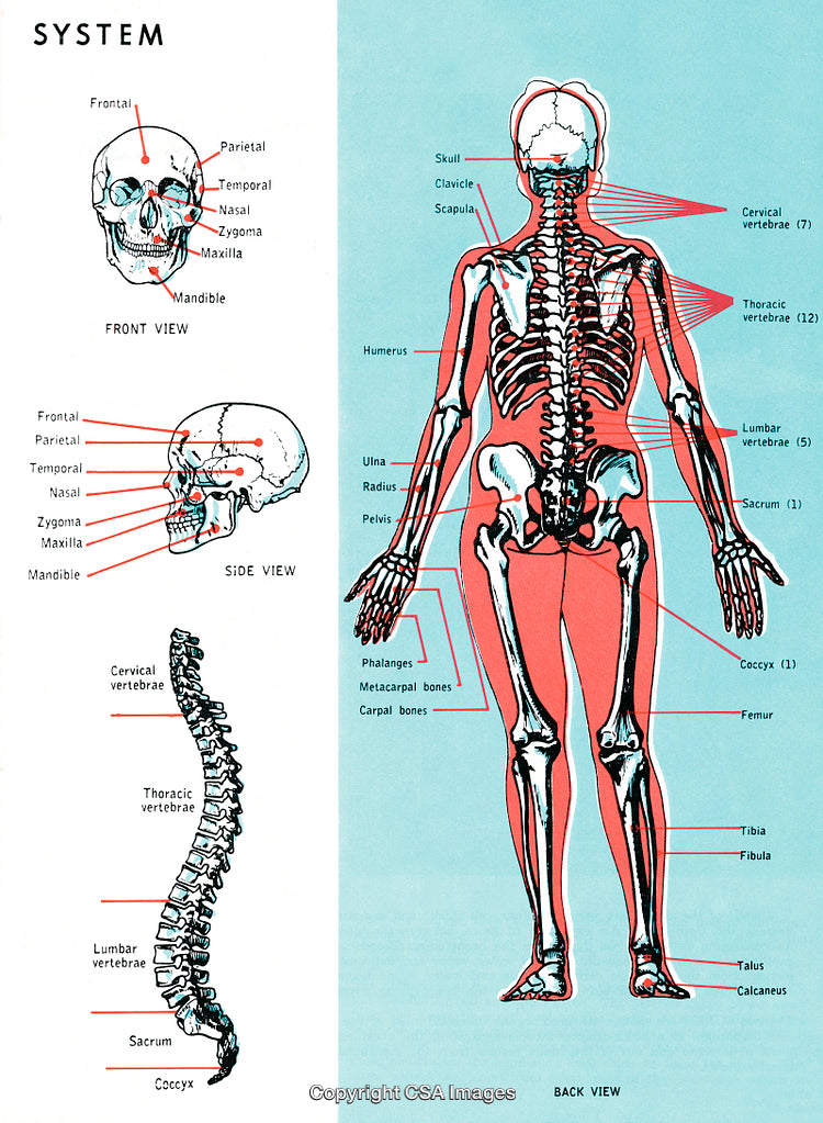Labeled Diagram of Human Skeleton and Skull Anatomy